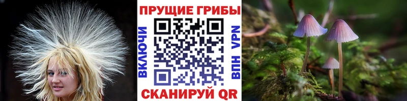 купить наркотик  Спас-Клепики  Псилоцибиновые грибы MAGIC MUSHROOMS 